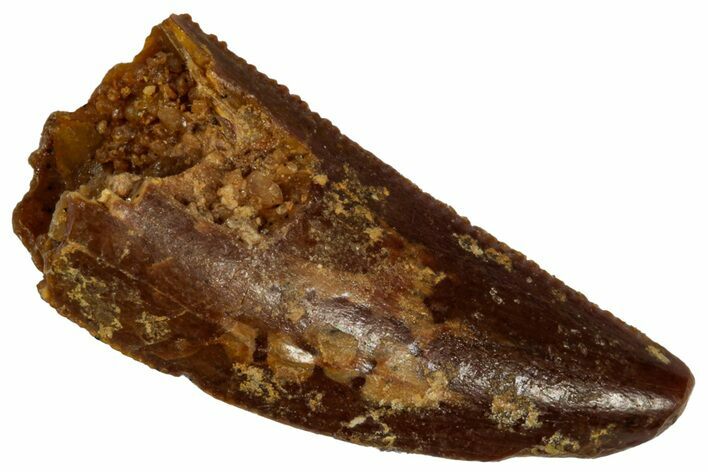 Serrated Raptor Tooth - Real Dinosaur Tooth #332222